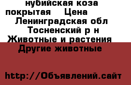 нубийская коза (покрытая) › Цена ­ 40 000 - Ленинградская обл., Тосненский р-н Животные и растения » Другие животные   